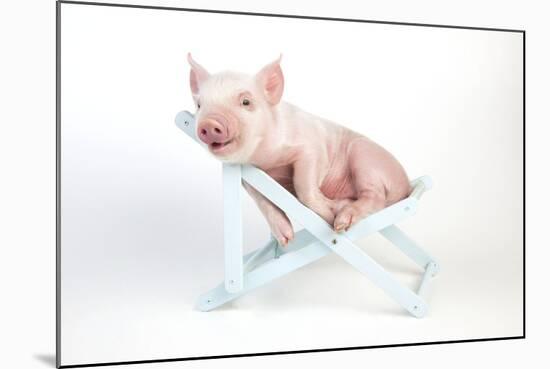 Piglet Laying in Deckchair-null-Mounted Photographic Print