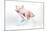 Piglet Laying in Deckchair-null-Mounted Photographic Print