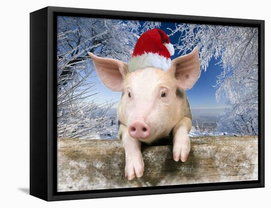 Piglet Looking over Fence Wearing Christmas-null-Framed Stretched Canvas