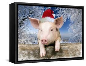 Piglet Looking over Fence Wearing Christmas-null-Framed Stretched Canvas