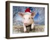 Piglet Looking over Fence Wearing Christmas-null-Framed Photographic Print