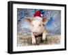 Piglet Looking over Fence Wearing Christmas-null-Framed Photographic Print