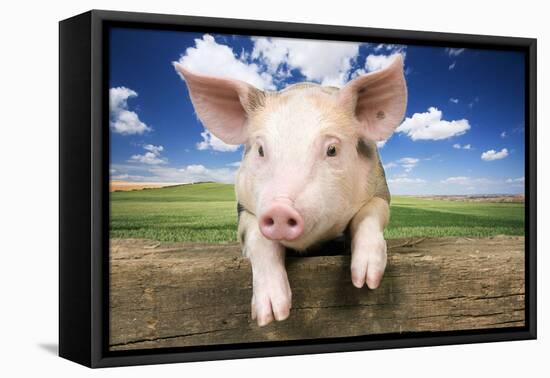 Piglet Looking over Fence-null-Framed Stretched Canvas