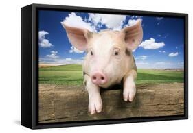 Piglet Looking over Fence-null-Framed Stretched Canvas