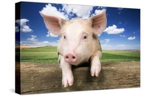 Piglet Looking over Fence-null-Stretched Canvas