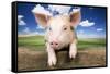 Piglet Looking over Fence-null-Framed Stretched Canvas