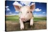 Piglet Looking over Fence-null-Stretched Canvas