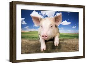 Piglet Looking over Fence-null-Framed Photographic Print