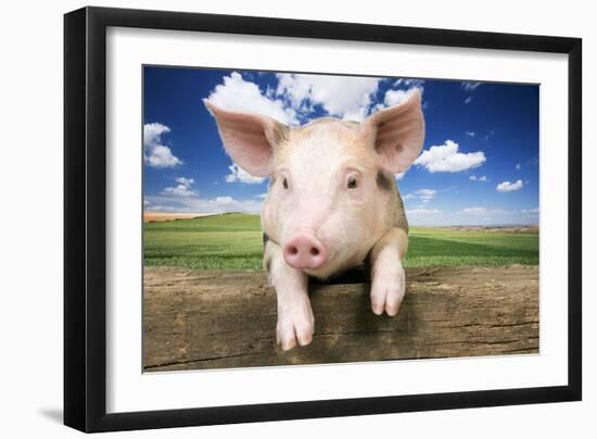 Piglet Looking over Fence-null-Framed Photographic Print