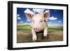 Piglet Looking over Fence-null-Framed Photographic Print