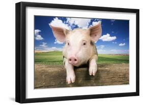 Piglet Looking over Fence-null-Framed Photographic Print