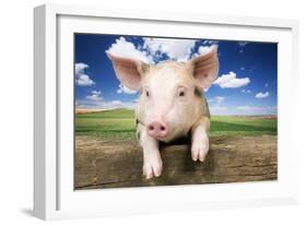 Piglet Looking over Fence-null-Framed Photographic Print