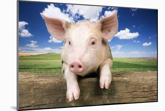 Piglet Looking over Fence-null-Mounted Photographic Print