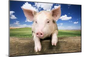Piglet Looking over Fence-null-Mounted Photographic Print