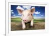 Piglet Looking over Fence-null-Framed Photographic Print