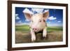 Piglet Looking over Fence-null-Framed Photographic Print