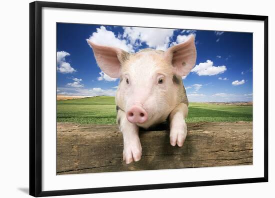 Piglet Looking over Fence-null-Framed Photographic Print