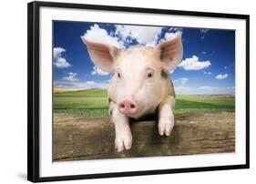 Piglet Looking over Fence-null-Framed Photographic Print