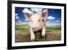 Piglet Looking over Fence-null-Framed Photographic Print