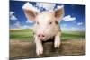 Piglet Looking over Fence-null-Mounted Photographic Print