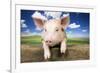 Piglet Looking over Fence-null-Framed Photographic Print