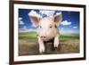 Piglet Looking over Fence-null-Framed Photographic Print