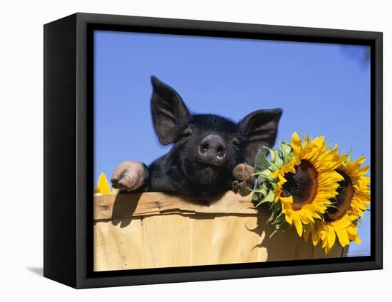 Piglet (Mixed Breed) in Barrel with Sunflower-Lynn M. Stone-Framed Stretched Canvas