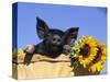 Piglet (Mixed Breed) in Barrel with Sunflower-Lynn M. Stone-Stretched Canvas