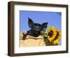 Piglet (Mixed Breed) in Barrel with Sunflower-Lynn M. Stone-Framed Premium Photographic Print