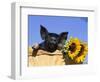 Piglet (Mixed Breed) in Barrel with Sunflower-Lynn M. Stone-Framed Premium Photographic Print