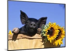 Piglet (Mixed Breed) in Barrel with Sunflower-Lynn M. Stone-Mounted Premium Photographic Print