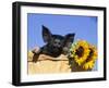 Piglet (Mixed Breed) in Barrel with Sunflower-Lynn M. Stone-Framed Premium Photographic Print