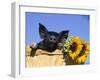 Piglet (Mixed Breed) in Barrel with Sunflower-Lynn M. Stone-Framed Premium Photographic Print