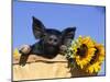 Piglet (Mixed Breed) in Barrel with Sunflower-Lynn M. Stone-Mounted Premium Photographic Print