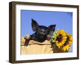 Piglet (Mixed Breed) in Barrel with Sunflower-Lynn M. Stone-Framed Photographic Print