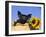 Piglet (Mixed Breed) in Barrel with Sunflower-Lynn M. Stone-Framed Photographic Print