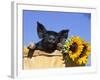 Piglet (Mixed Breed) in Barrel with Sunflower-Lynn M. Stone-Framed Photographic Print