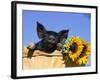 Piglet (Mixed Breed) in Barrel with Sunflower-Lynn M. Stone-Framed Photographic Print