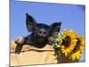 Piglet (Mixed Breed) in Barrel with Sunflower-Lynn M. Stone-Mounted Photographic Print