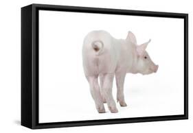 Piglet Rear View-null-Framed Stretched Canvas