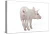 Piglet Rear View-null-Stretched Canvas