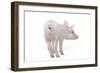 Piglet Rear View-null-Framed Photographic Print