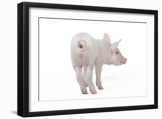 Piglet Rear View-null-Framed Photographic Print