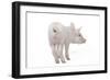 Piglet Rear View-null-Framed Photographic Print