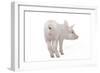 Piglet Rear View-null-Framed Photographic Print