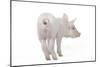 Piglet Rear View-null-Mounted Photographic Print