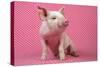 Piglet Sitting on Pink Spotty Blanket-null-Stretched Canvas