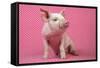 Piglet Sitting on Pink Spotty Blanket-null-Framed Stretched Canvas