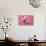 Piglet Sitting on Pink Spotty Blanket-null-Photographic Print displayed on a wall