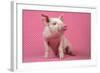 Piglet Sitting on Pink Spotty Blanket-null-Framed Photographic Print